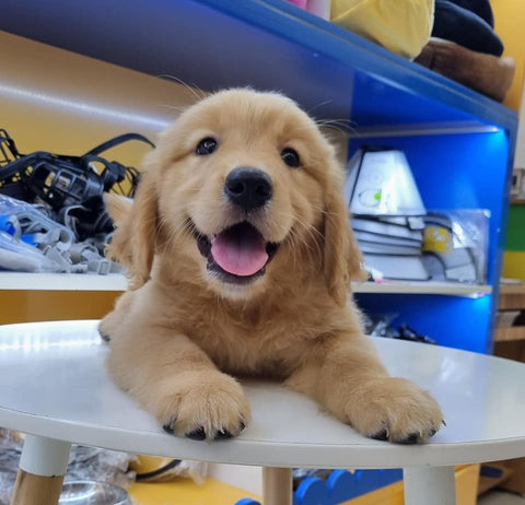 WEB| BLOG POST| Bộ Sưu Tập Meme Chó_260404 WEB| BLOG POST| Bộ Sưu Tập Meme Chó_260404
